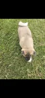 Sheba, a female Akita for sale in Bidwell, OH – 7 of 9