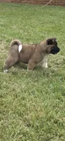 Loki, a male Akita for sale in Bidwell, OH – 3 of 10