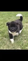 Odin, a male Akita for sale in Bidwell, OH – 4 of 10