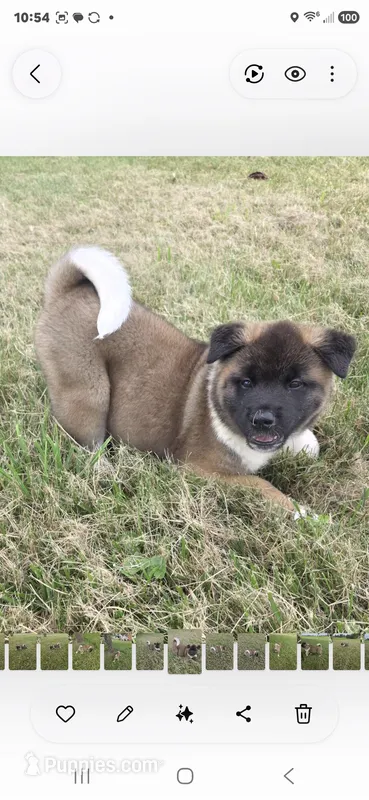 Apollo – Akita puppy for sale in Bidwell, OH