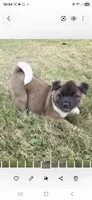 Apollo, a male Akita for sale in Bidwell, OH – 1 of 8