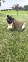 Hook, a male Akita for sale in Bidwell, OH – 3 of 10