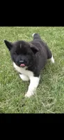 Odin, a male Akita for sale in Bidwell, OH – 6 of 10