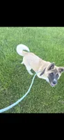 Chance, a male Akita for sale in Bidwell, OH – 4 of 9