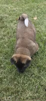 Loki, a male Akita for sale in Bidwell, OH – 10 of 10