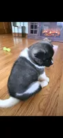 AKC Gypsy's BLAZE, a female Akita for sale in Bidwell, OH – 4 of 10