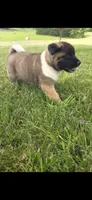 Apollo, a male Akita for sale in Bidwell, OH – 3 of 8