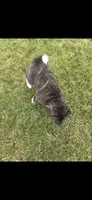 Skye, a female Akita for sale in Bidwell, OH – 4 of 6