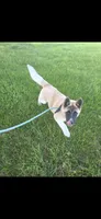 Chance, a male Akita for sale in Bidwell, OH – 9 of 9