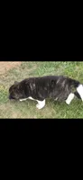 Cleo, a female Akita for sale in Bidwell, OH – 5 of 10