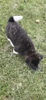 Cleo, a female Akita for sale in Bidwell, OH – 10 of 10
