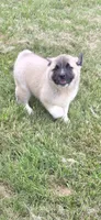 Foxy, a female Akita for sale in Bidwell, OH – 5 of 10