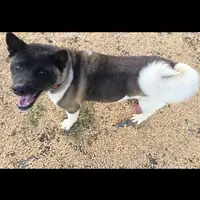 Layla, a female Akita for sale in Bidwell, OH – Photo 9 of 9