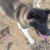 Layla, a female Akita for sale in Bidwell, OH – Photo 1 of 9