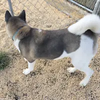 Layla, a female Akita for sale in Bidwell, OH – Photo 7 of 9