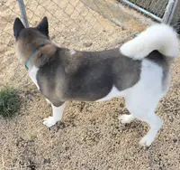 Layla, a female Akita for sale in Bidwell, OH – Photo 7 of 9
