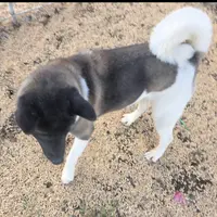 Layla, a female Akita for sale in Bidwell, OH – Photo 2 of 9