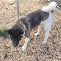 Layla, a female Akita for sale in Bidwell, OH – Photo 4 of 9