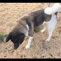 Layla, a female Akita for sale in Bidwell, OH – Photo 3 of 9