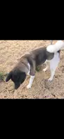 Layla, a female Akita for sale in Bidwell, OH – Photo 3 of 9