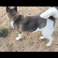 Layla, a female Akita for sale in Bidwell, OH – Photo 6 of 9