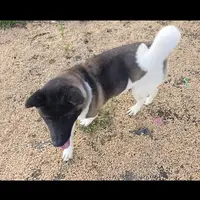 Layla, a female Akita for sale in Bidwell, OH – Photo 8 of 9