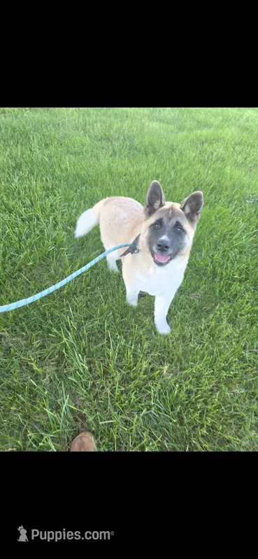 Chance – Akita puppy for sale in Bidwell, OH