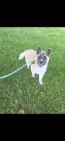 Chance, a male Akita for sale in Bidwell, OH – 1 of 9