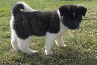 processed/9e681773-df15-4989-8c41-8322b5373e72/listing/e6ffbd56-15dc-41ad-b290-0de9aee0b5bc/bf075a91-845a-42b4-a296-45b3cd2ee282