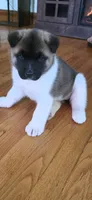 AKC Gypsy's BONNIE, a female Akita for sale in Bidwell, OH – 6 of 10