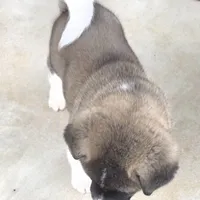 Chance, a male Akita for sale in Bidwell, OH – Photo 8 of 10