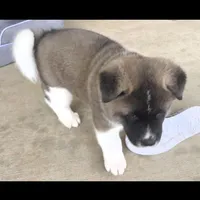 Chance, a male Akita for sale in Bidwell, OH – Photo 2 of 10