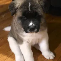 Chance, a male Akita for sale in Bidwell, OH – Photo 4 of 10