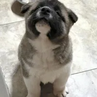 Chance, a male Akita for sale in Bidwell, OH – Photo 9 of 10