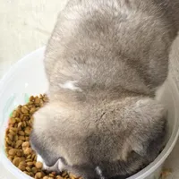 Chance, a male Akita for sale in Bidwell, OH – Photo 10 of 10