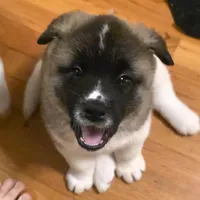 Chance, a male Akita for sale in Bidwell, OH – Photo 3 of 10