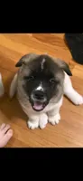 Chance, a male Akita for sale in Bidwell, OH – Photo 3 of 10