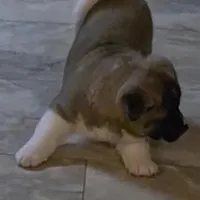 Chance, a male Akita for sale in Bidwell, OH – Photo 6 of 10