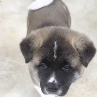 Chance, a male Akita for sale in Bidwell, OH – Photo 7 of 10