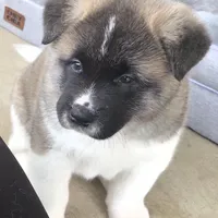 Chance, a male Akita for sale in Bidwell, OH – Photo 1 of 10