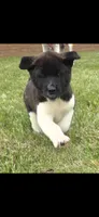 Cleo, a female Akita for sale in Bidwell, OH – 2 of 10