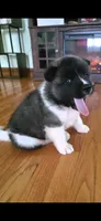 AKC Gypsy's BLAZE, a female Akita for sale in Bidwell, OH – 3 of 10