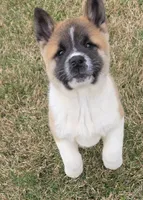 processed/9e681773-df15-4989-8c41-8322b5373e72/listing/f2fe38e9-a5a0-4942-9b78-9ef9ee9d0b76/0b0bc3a2-51b3-4d6b-bf84-83d6b4292a47