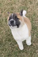 processed/9e681773-df15-4989-8c41-8322b5373e72/listing/f2fe38e9-a5a0-4942-9b78-9ef9ee9d0b76/1753e364-c98f-4b77-9f67-9d916d23f317