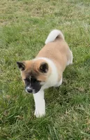 processed/9e681773-df15-4989-8c41-8322b5373e72/listing/f2fe38e9-a5a0-4942-9b78-9ef9ee9d0b76/23239acc-b5c2-46e1-9b7e-e58b53954b68