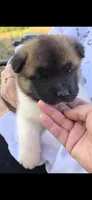 AKC Gypsy's BONNIE, a female Akita for sale in Bidwell, OH – 8 of 10