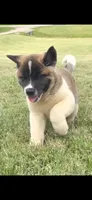 Goliath, a male Akita for sale in Bidwell, OH – 2 of 9
