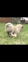 Foxy, a female Akita for sale in Bidwell, OH – 9 of 10