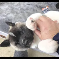 Charm, a female Akita for sale in Bidwell, OH – Photo 5 of 10