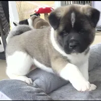 Charm, a female Akita for sale in Bidwell, OH – Photo 4 of 10